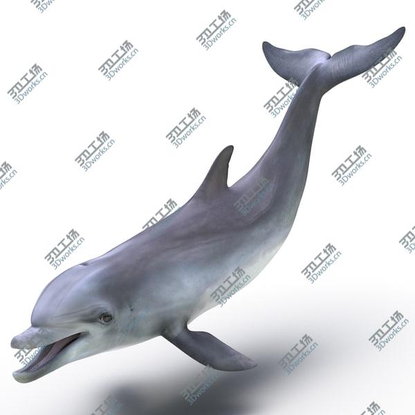 images/goods_img/20210312/Dolphin Rigged for Cinema 4D/5.jpg
